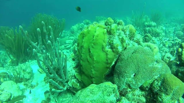 Go Pro Backscatter Custom Housing and Magic Filter Test