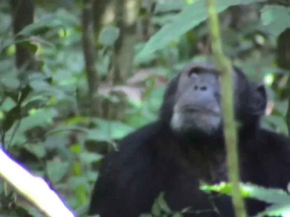 Los chimpancés carnívoros on Vimeo