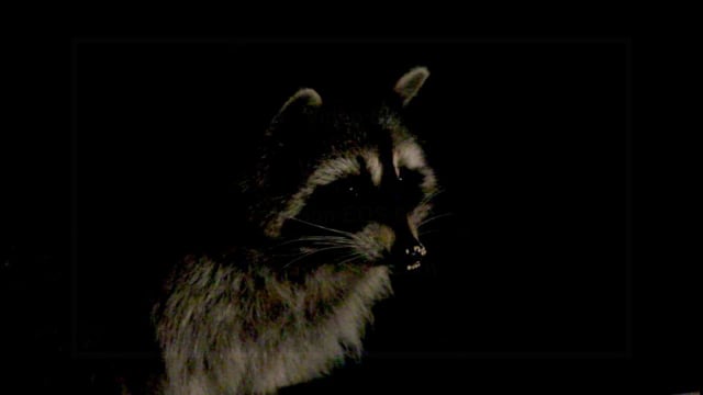 Raccoon Midnight Snack
