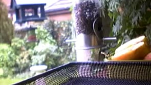 Birds & Wildlife ~ Vimeo World Group
