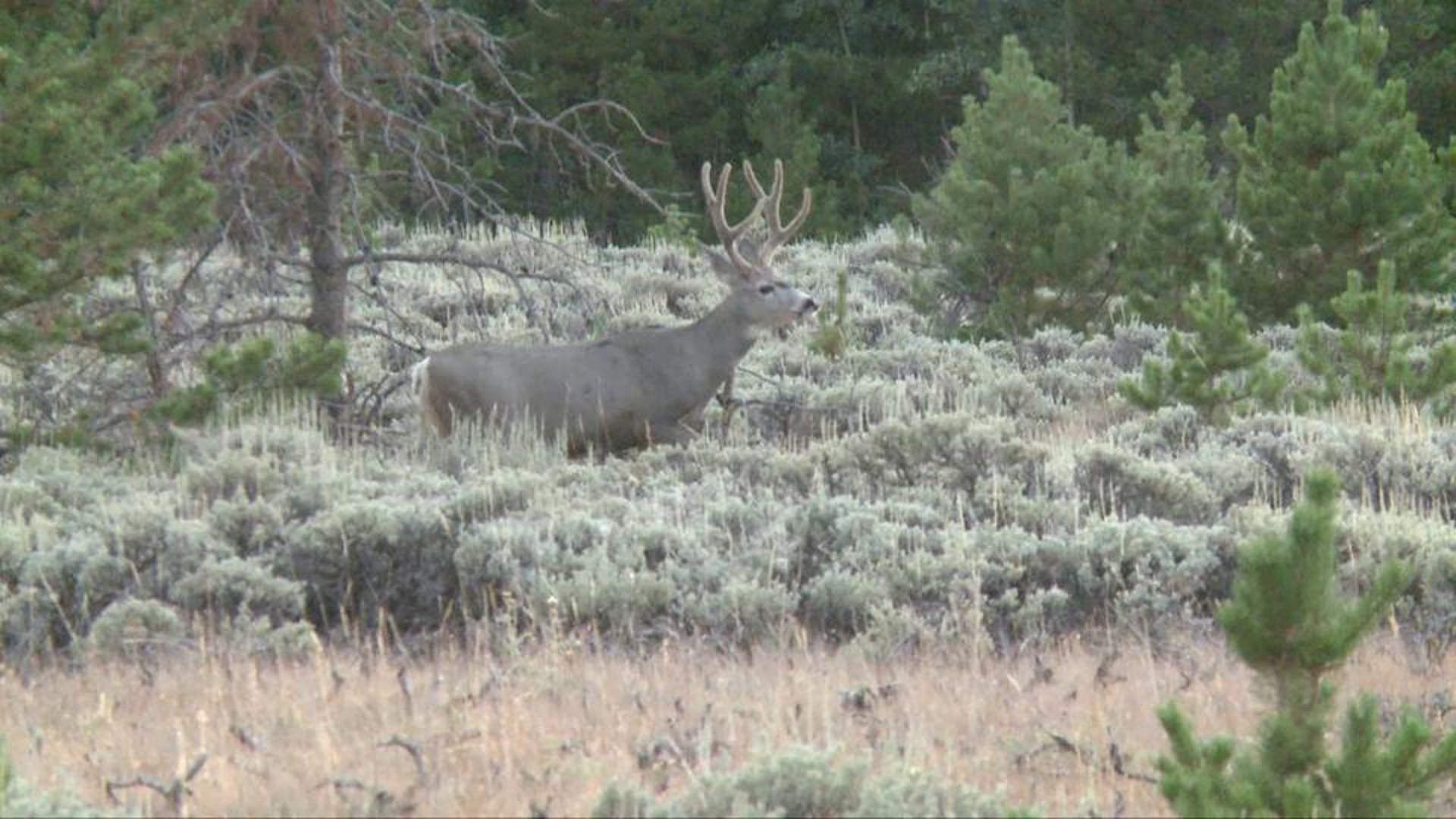 MULE DEER WYOMING HUNT