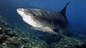 World Films and Travel