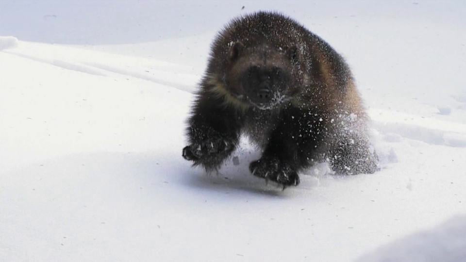 Wolverine: Chasing the Phantom on Vimeo