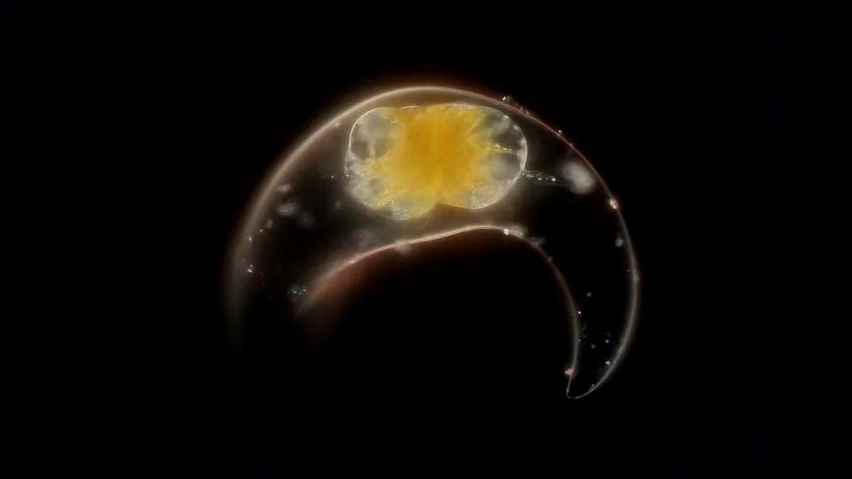 Loop Earplugs & Studio Plankton - Product Animations Experience Plus on  Vimeo