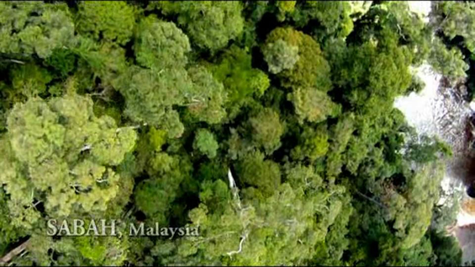 Saving Borneo’s rainforest