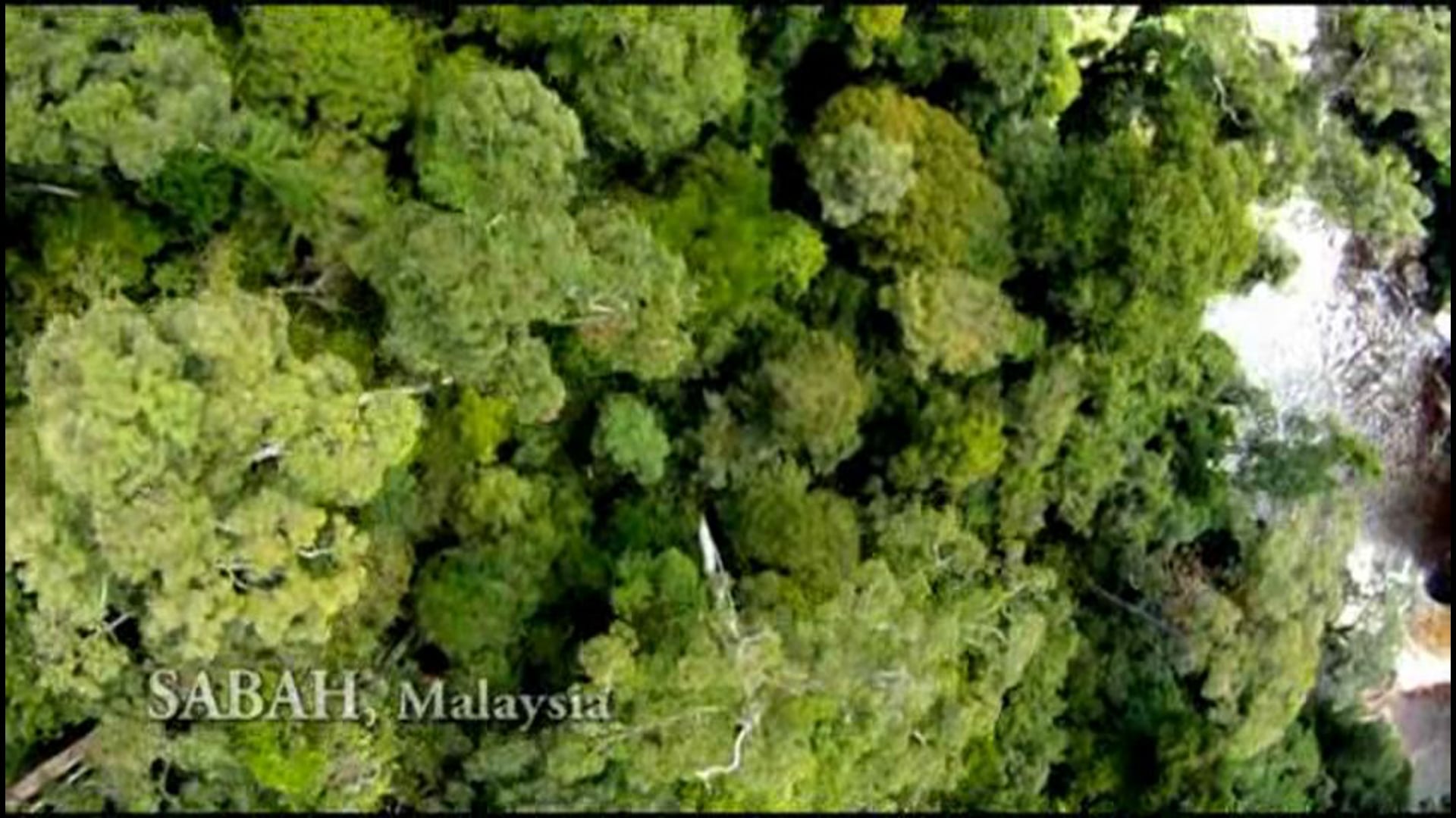 Saving Borneo’s Rainforest