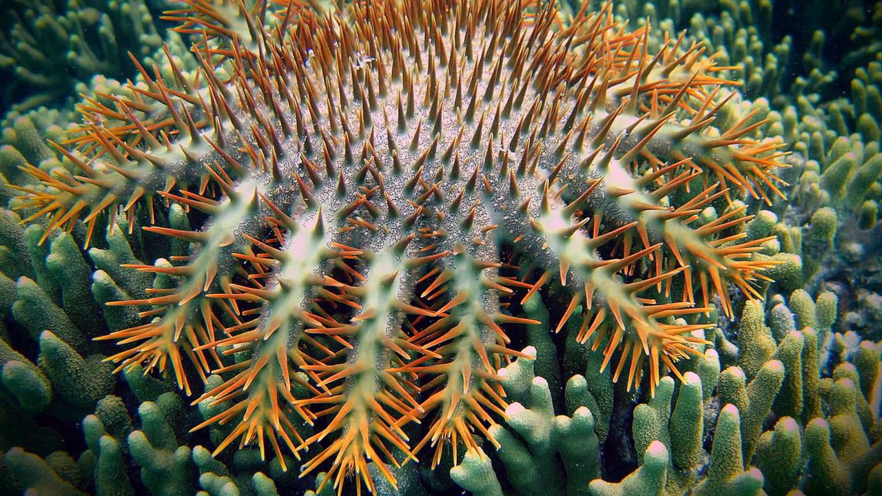 'Na Bula': Fiji's Crown of Thorns