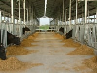 SION Bull Stud Israel | SQA-Vb in Action