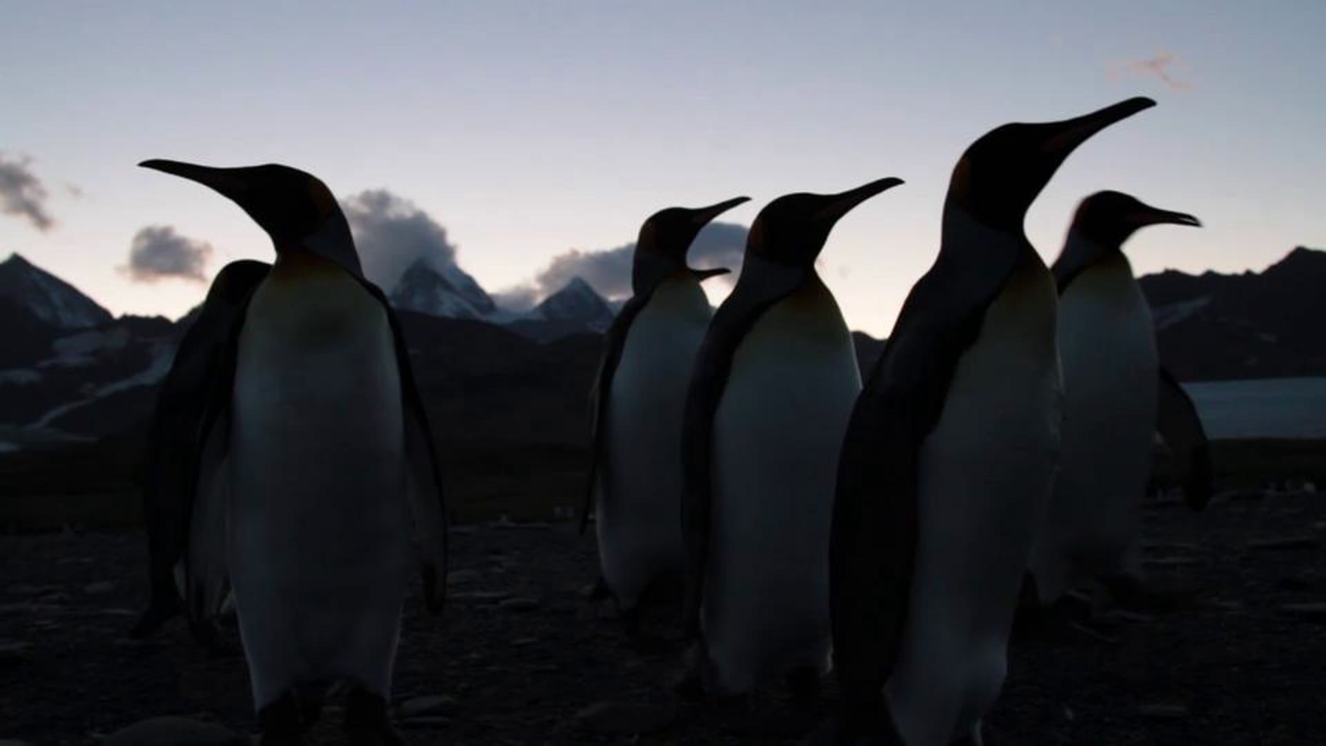 South Georgia - Penguin Sunset - We Are The Aliens