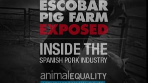 El Escobar Farm | Inside the Spanish pig industry – Animal Equality