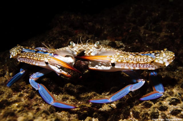 Blue swimmer crab eating