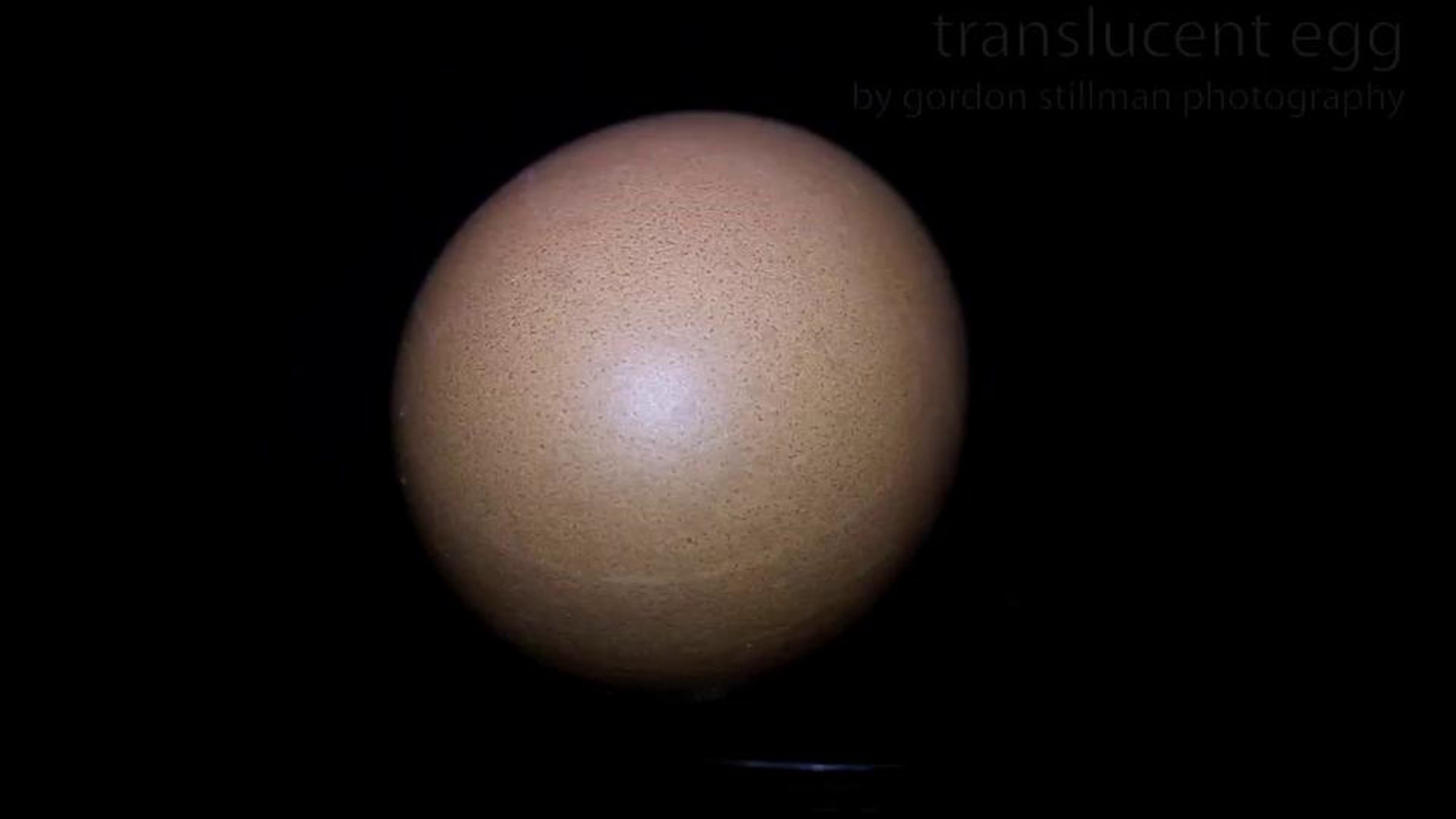 Translucent Egg | Videos & Movies on Vimeo