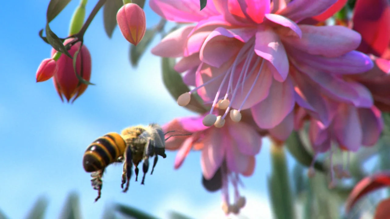 Luma Awesomeness - DSTV Bee on Vimeo