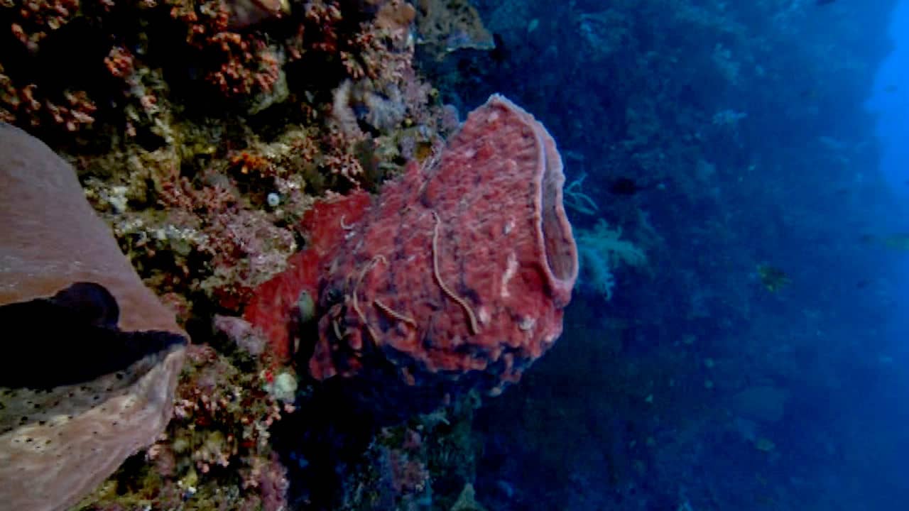 Sponges Origins on Vimeo