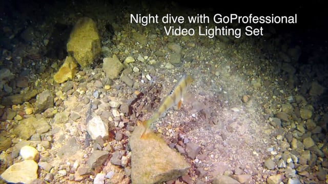 Night Dive with GoProfessional Viedo Set