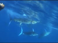 Striped Marlin and Whales