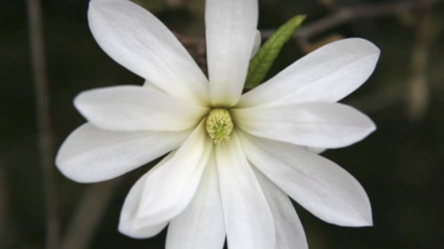Complete Magnolia Collection