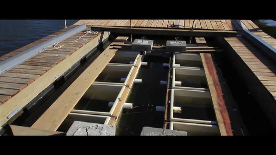 Mobjack Bay Seafood & Ward Oyster Company, Gloucester VA on Vimeo