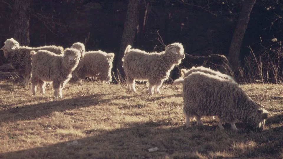 PostNatural History: BioSteel Goats on Vimeo