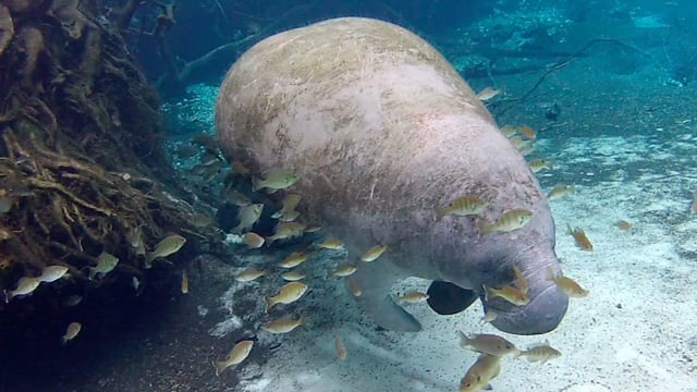 Weekend With Manatees - shot with Backscatter Custom GoPro Housings
