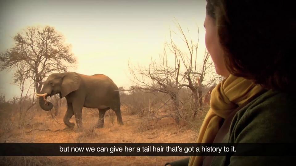 Elephant Conservation