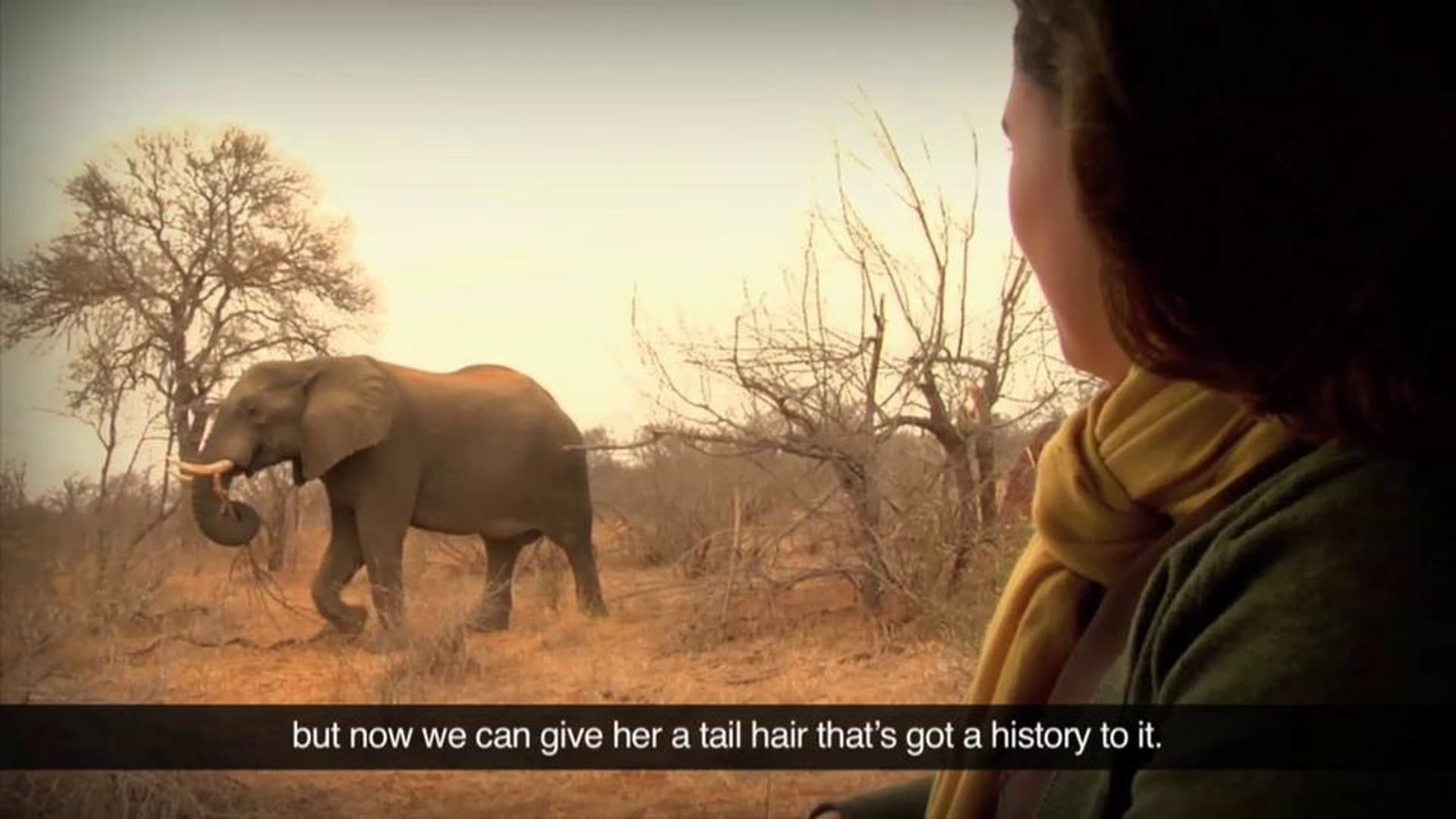 Elephant Conservation