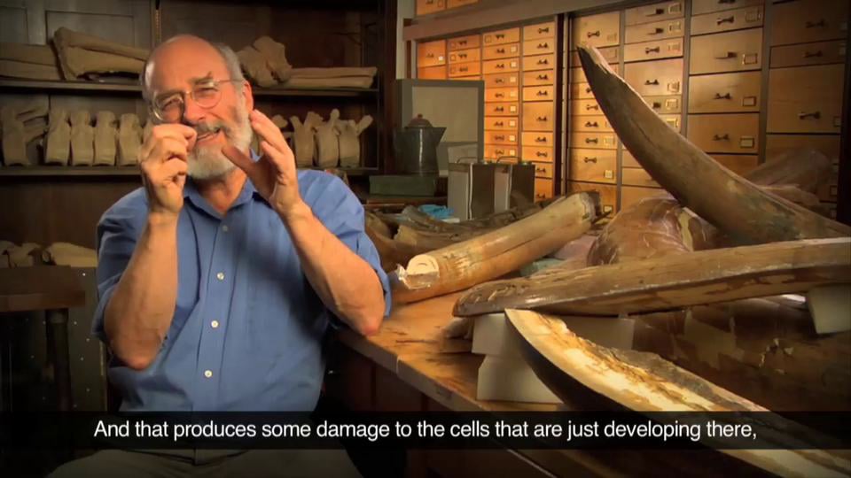 Mammoth Tusk Analysis