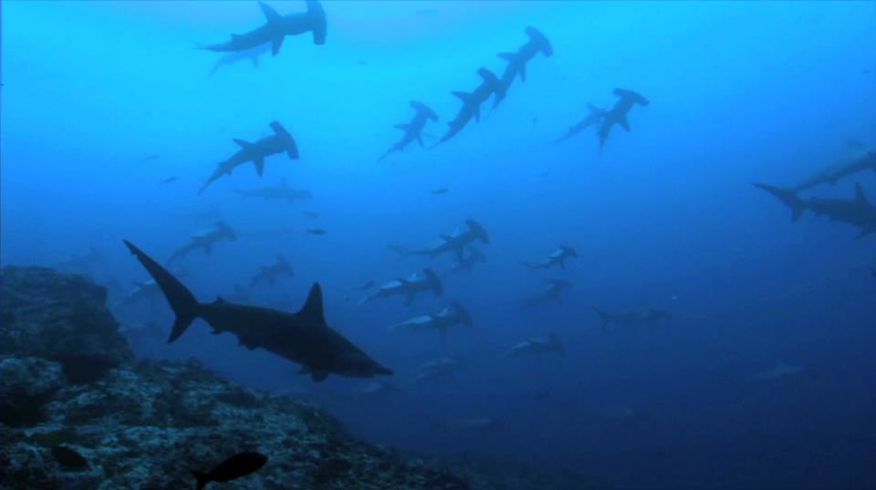 Revolution in CNMI: Sharkwater Saipan on Vimeo