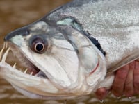 Angry Rain - Fly Fishing for Payara in Bolivia