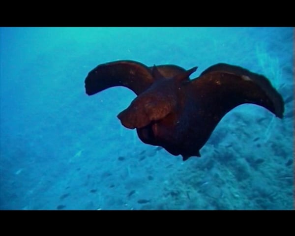 海の中をヒラヒラ泳ぐ 優雅でユーモラスなアメフラシの映像 カラパイア