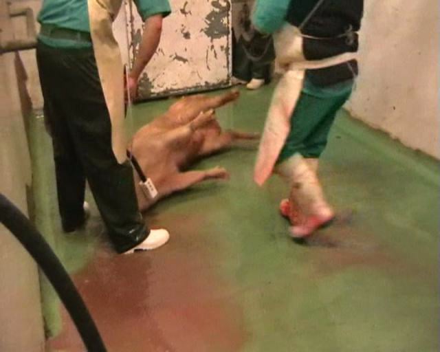 Mataderos – Slaughterhouses | Investigación de Igualdad Animal – Animal Equality investigation