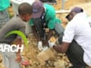 ARCH: Animal Relief in Haiti