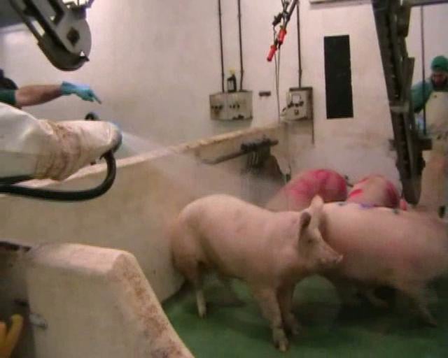 Matadero de cerdos – Pig slaughterhouse | Investigación de Igualdad Animal – Animal Equality investigation