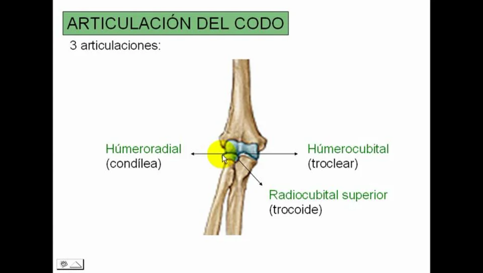 articulación radiocubital superior