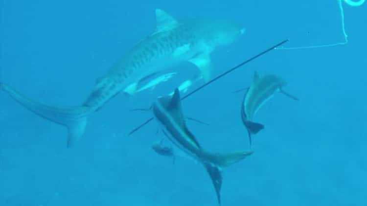 Tiny Pilot Fish HUGE BULLSHARK #viral #sealife #scubadiving #shark # pilotfish @african.watersports @mark2watch While pilot fish can b