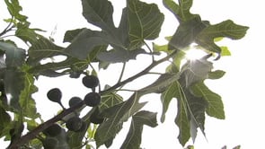 Permaculture Cooperatives