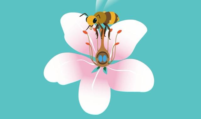 Pollination - OUP science animation