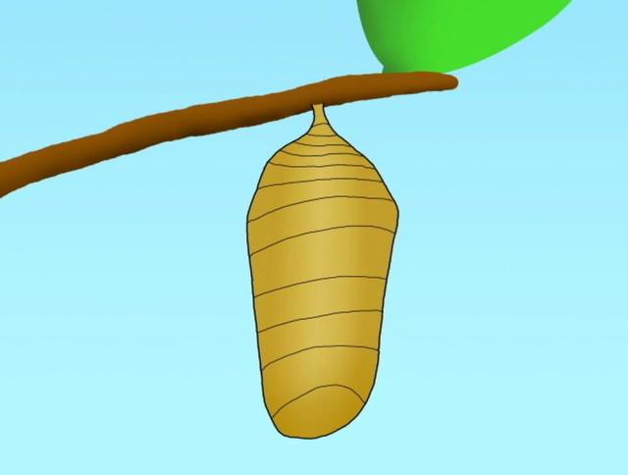 Butterfly Animation | Videos & Movies on Vimeo