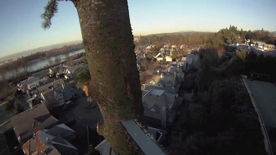 Large Fir tree removal using a speed line system on Vimeo