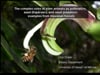 2012_3: Dr. Don Drake "Complex roles of alien animals as pollinators, seed dispersers and seed predators"