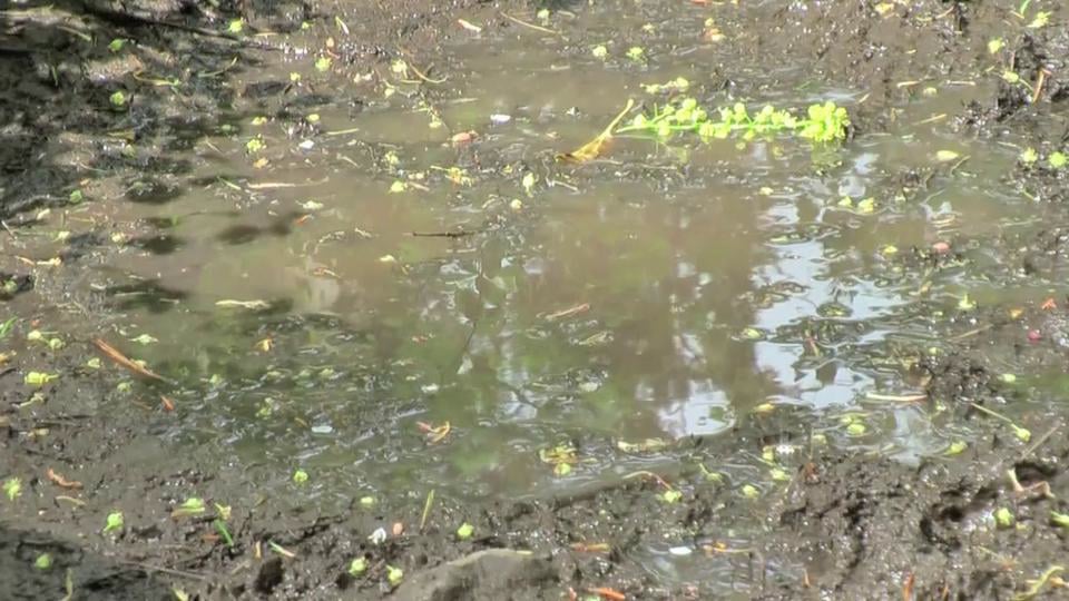 Nature Play Day - lonely mud puddle on Vimeo