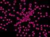 Pink Bacteria Dance