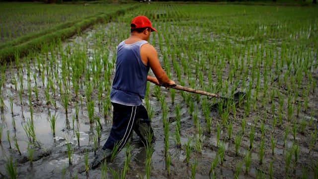 One Day in the Life of a Rice Farmer