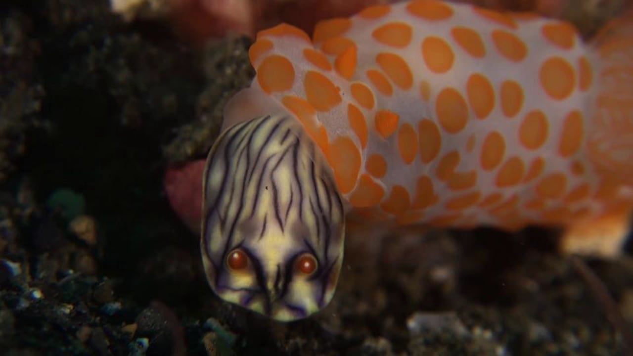 Red Bumpy Gymnodoris eats another nudibranch