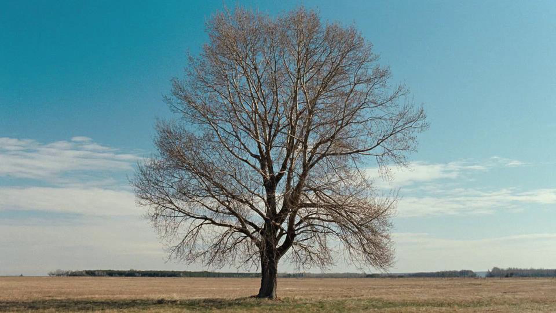 The Man Who Always Tells The Truth