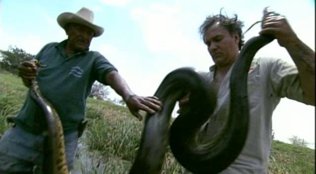 giant killer snakes