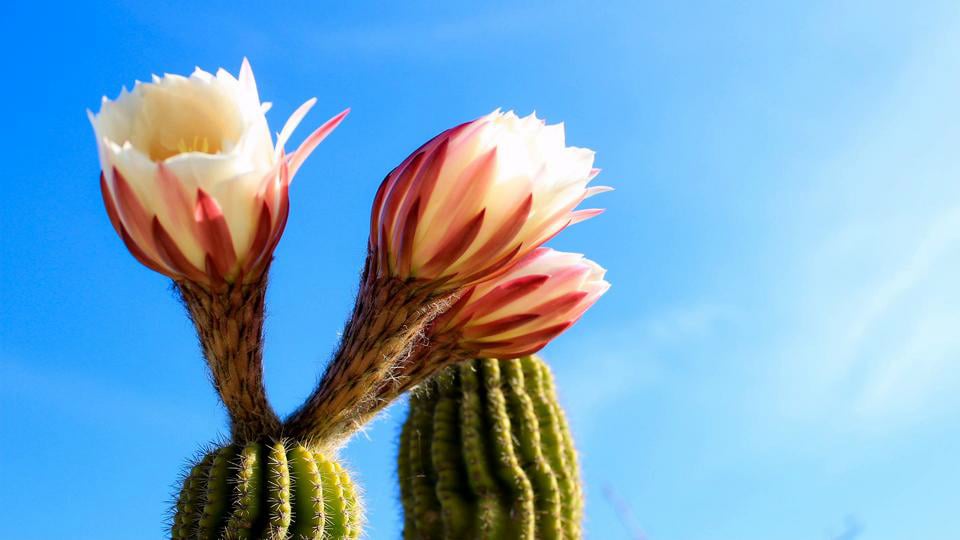 Timelapse Flower