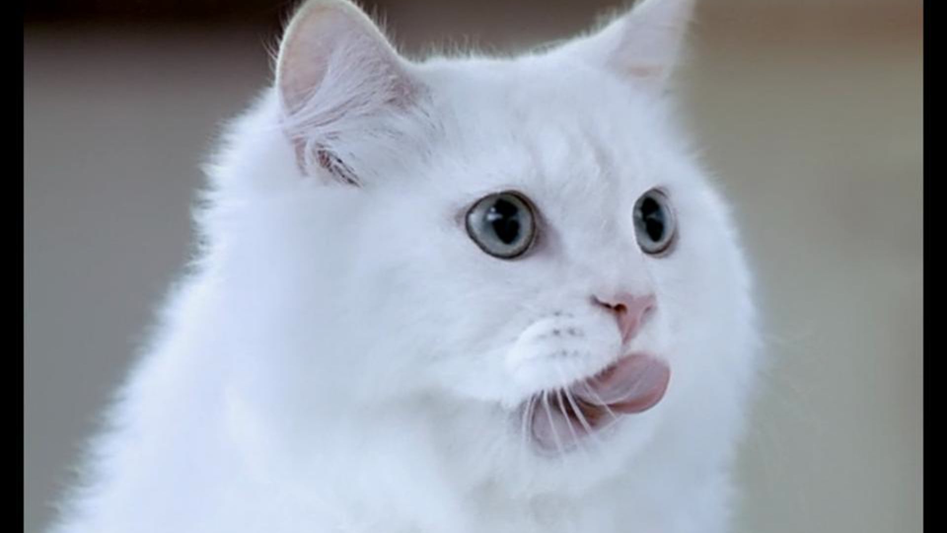 White Cat TV Commercial