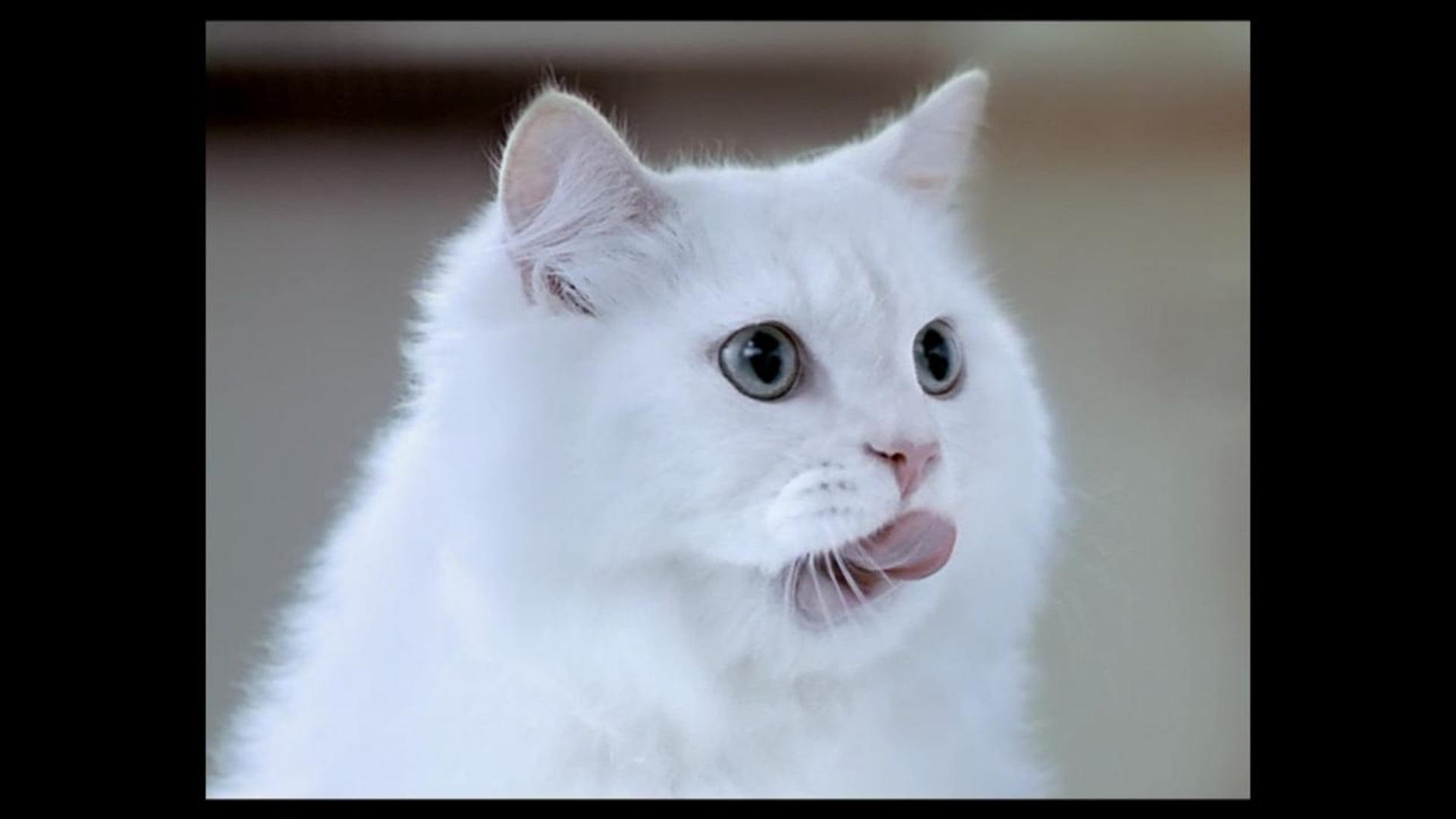White Cat TV Commercial