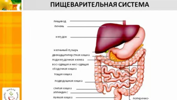 Строение пищеварительной системы человека схема движение пищи